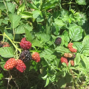 blackberries 2.webp