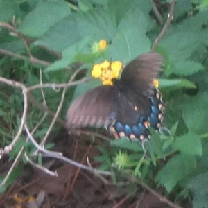 spicebush swallowtail 2.webp