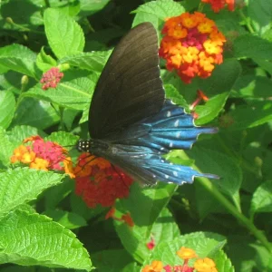 Media 'pipevine butterfly.webp' in category 'Pollinators'