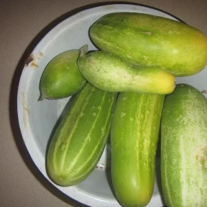 cucumbers late.webp