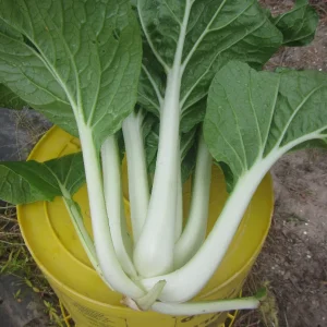 bok choy 2024.webp