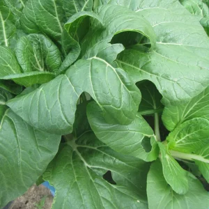 bok choy 1 2024.webp