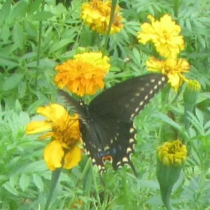 Palamedes Swallowtail.webp