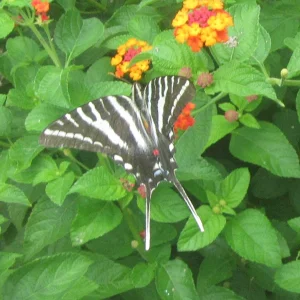 zebra swallowtail.webp