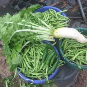 daikon radish, green beens and peppers.webp