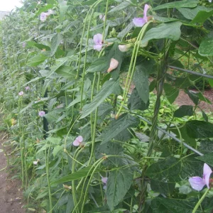 asparagus beans 2019.webp