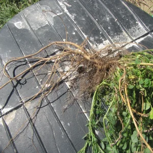 Media 'alalfa root.webp' in category 'Organic gardening'