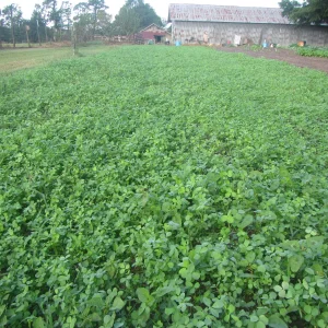 alfalfa late 2021.webp