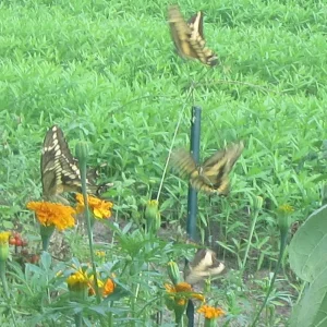 giant swallowtails 4.webp