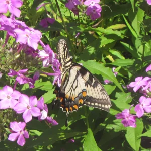 tiger swallowtrail on phlox .webp