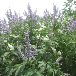 texas lilac .webp