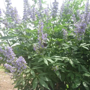 texas lilac 2.webp