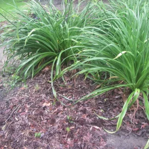 sweet gumm daylilies.webp