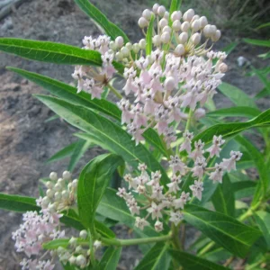 swampweed pink.webp