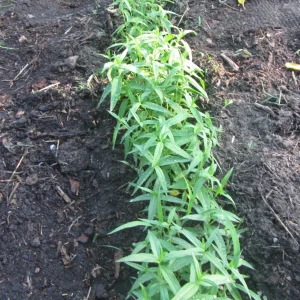 swampweed seedlings.webp