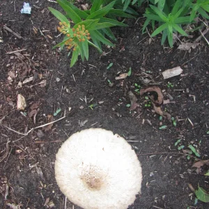 fungus w butterfly weed.webp