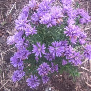 asters.webp