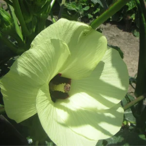 Media 'blooms for jambalya okra.webp' in category 'Vegetables'