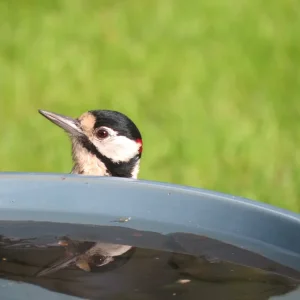 Greater Spotted Woodpecker (6).webp