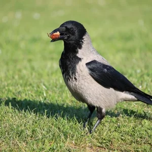 Hooded Crow 2.webp