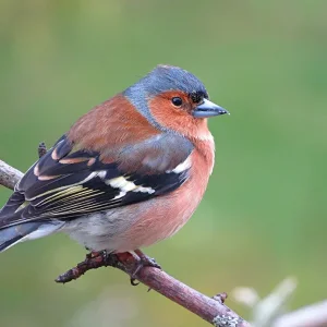 Chaffinch 1.webp