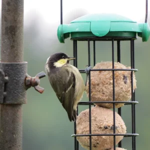 Coal Tit (2).webp