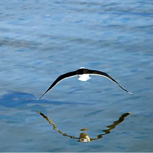 Great Black Backed Gull 2.webp