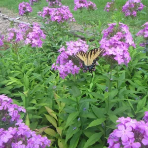 Tiger Swallowtail (Papilio glaucus).webp