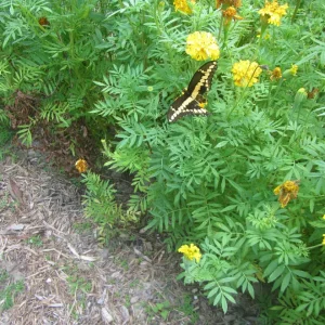 Giant Swallowtail (Papilio cresphontes).webp