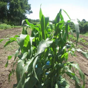 corn hk.webp