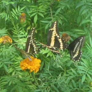 giant swallowtails 3.webp