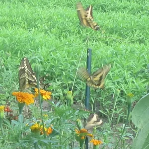 giant swallowtails 4.webp