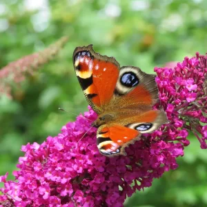 Buddleja 'Sugar Plum' (2).webp