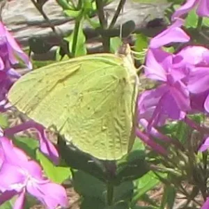 Cloudless Sulphur.webp