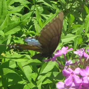 black swallowtail.webp