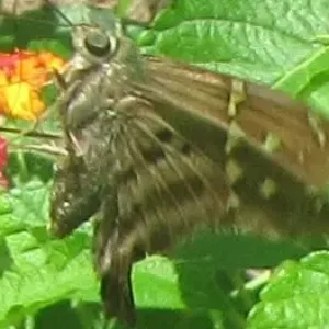 small immature swallowtail.webp