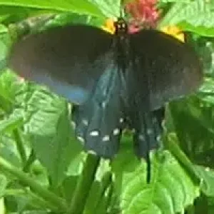 spicebush swallowtail 2.webp