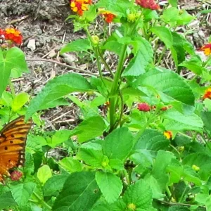 gulf frit and giant swallowtail.webp