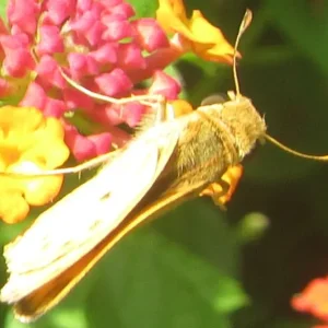 Fiery Skipper.webp