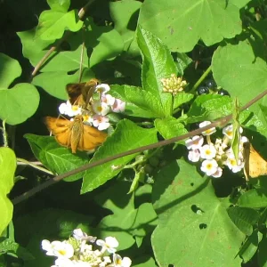 Fiery Skipper 3.webp