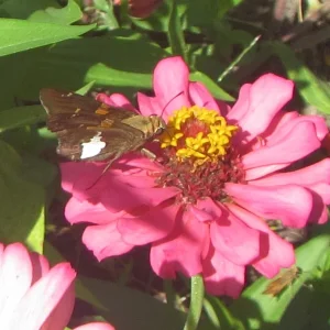 silver spotted skipper.webp