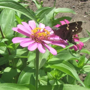 long tailed skipper.webp