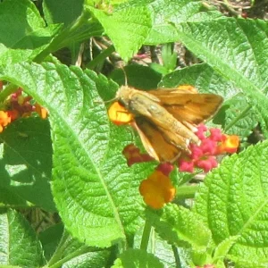 cloudy skipper.webp