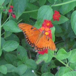 Gulf Fritillary.webp