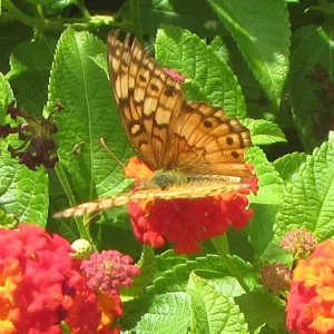 Variegated Fritillary.webp