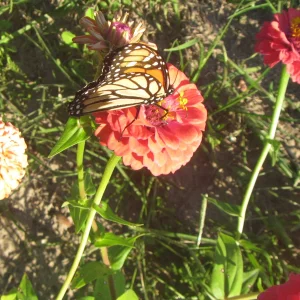 monarch.webp