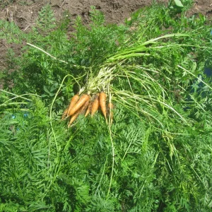 carrots HK.webp