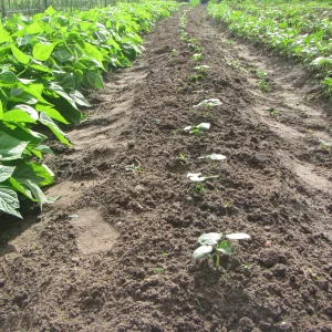 okra Becks thinned.webp