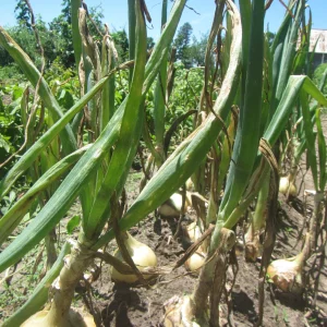 onions  one week to go.webp