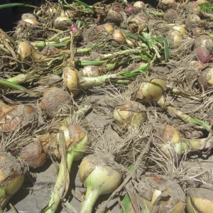 onions sun drying.webp